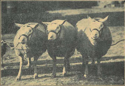 Trois brebis Cotentin vues de face, inscrites au Herd-Book Cotentin