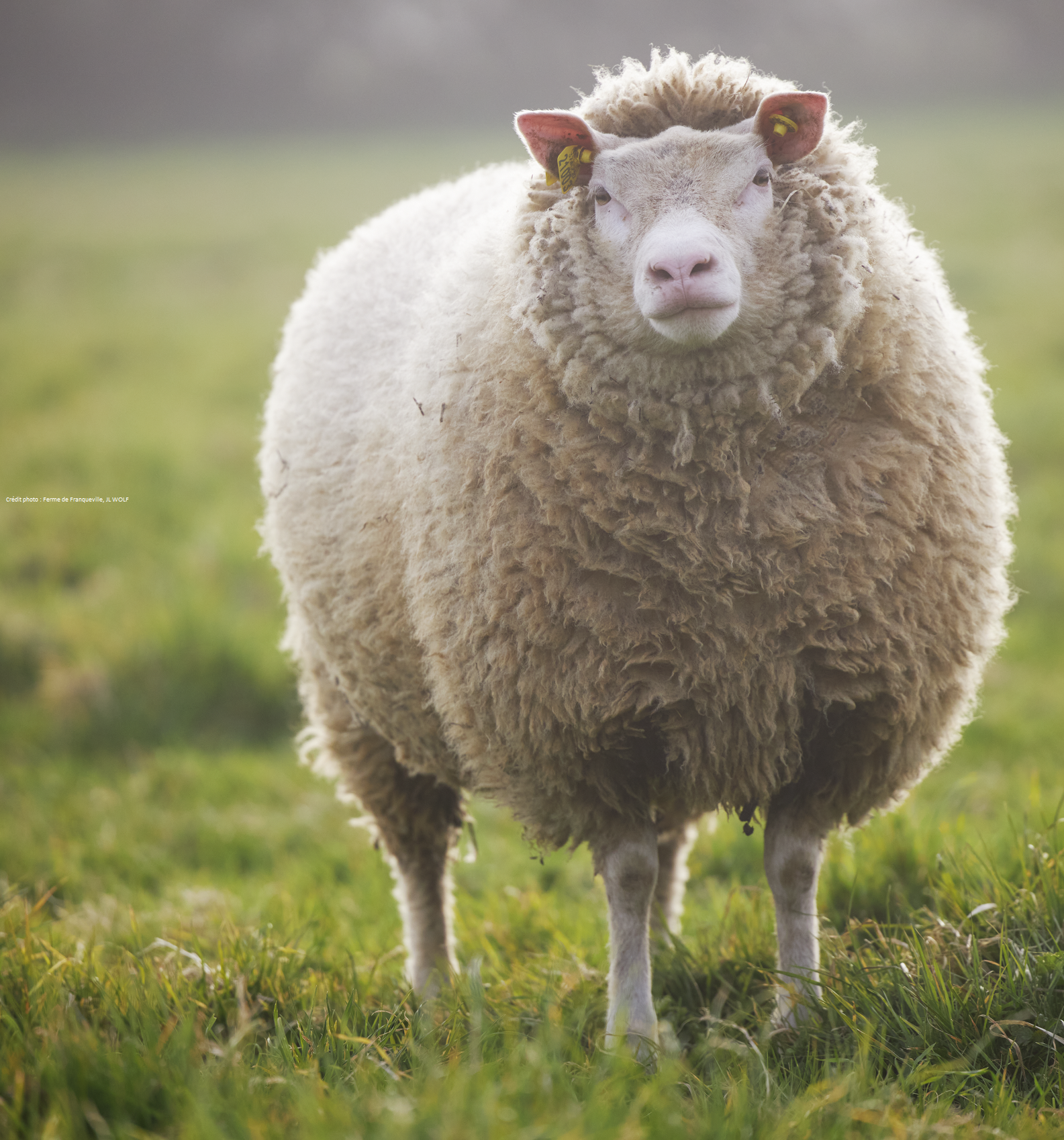 Bélier dans une prairie de la Manche