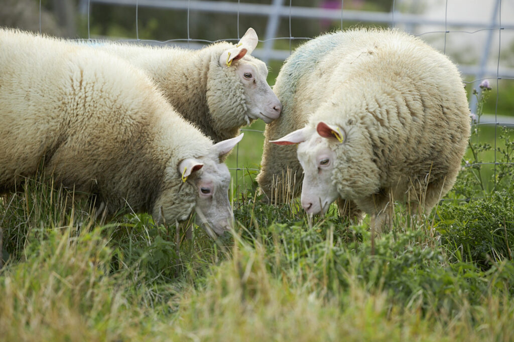 Agnelles Cotentin — groupe au pâturage
