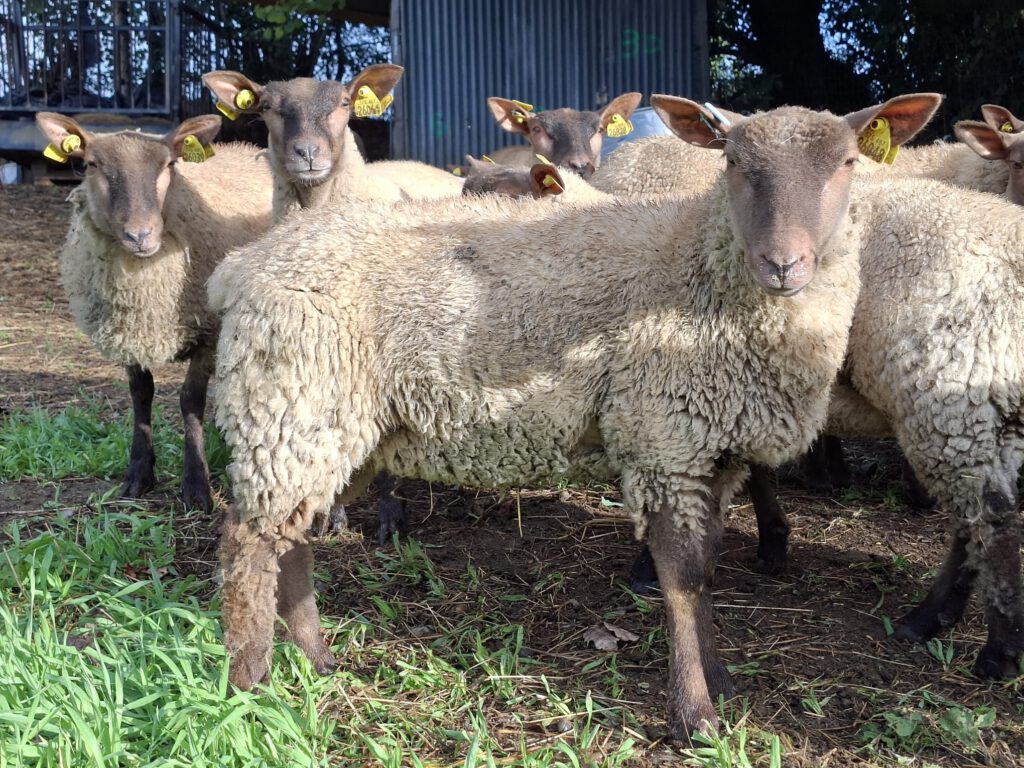 Agnelles Roussin de la Hague — groupe
