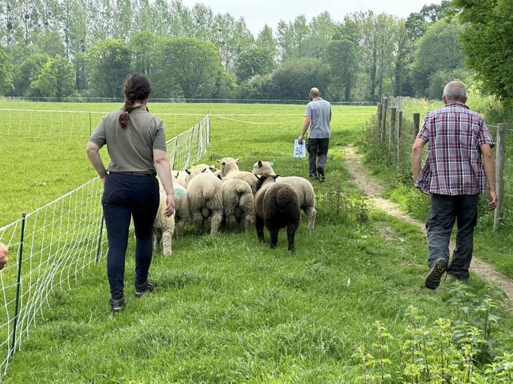 Jeunes béliers Avranchin conduits au pâturage à la Bergerie du Rocher