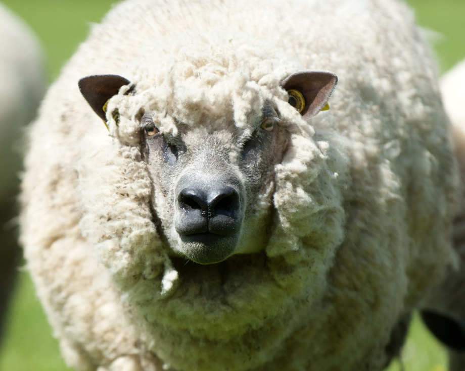 Mouton Avranchin