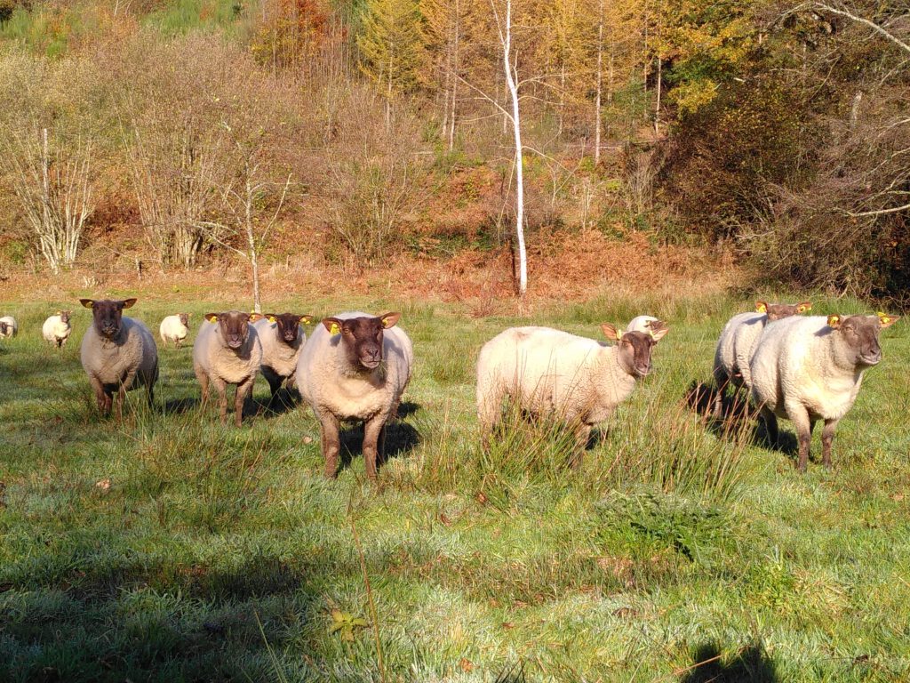 Troupeau au pâturage à la ferme des Oches