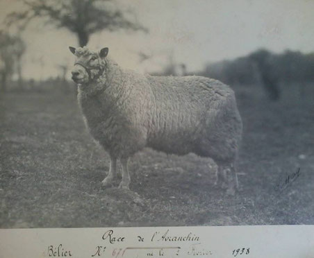 Bélier Avranchin né le 02 Février 1938