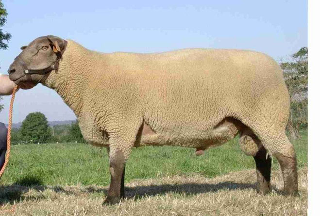 Bélier présenté de profil dans une prairie