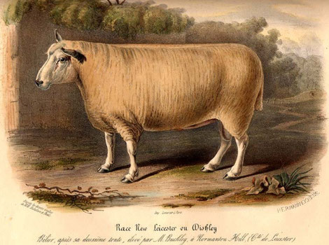 Mouton Dishley