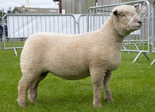 Race Southdown