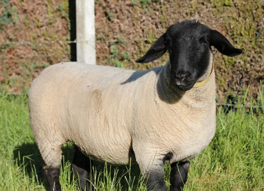 Race Suffolk