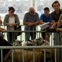 Évaluation d’un lot d’ovins en présence des éleveurs