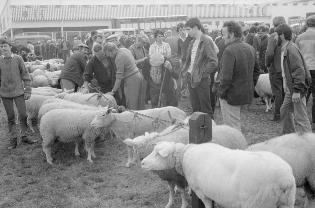 Moutons et éleveurs pendant une négociation sur le foirail de Lessay en 1982