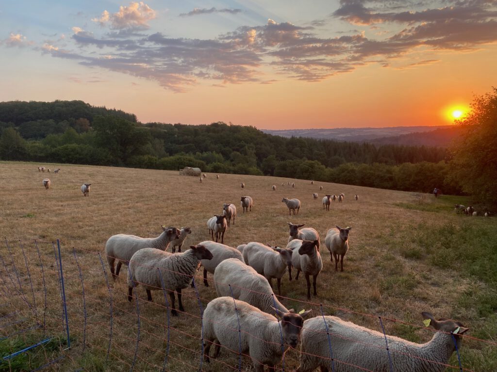 Troupeau au coucher du soleil à la ferme de Ronfil