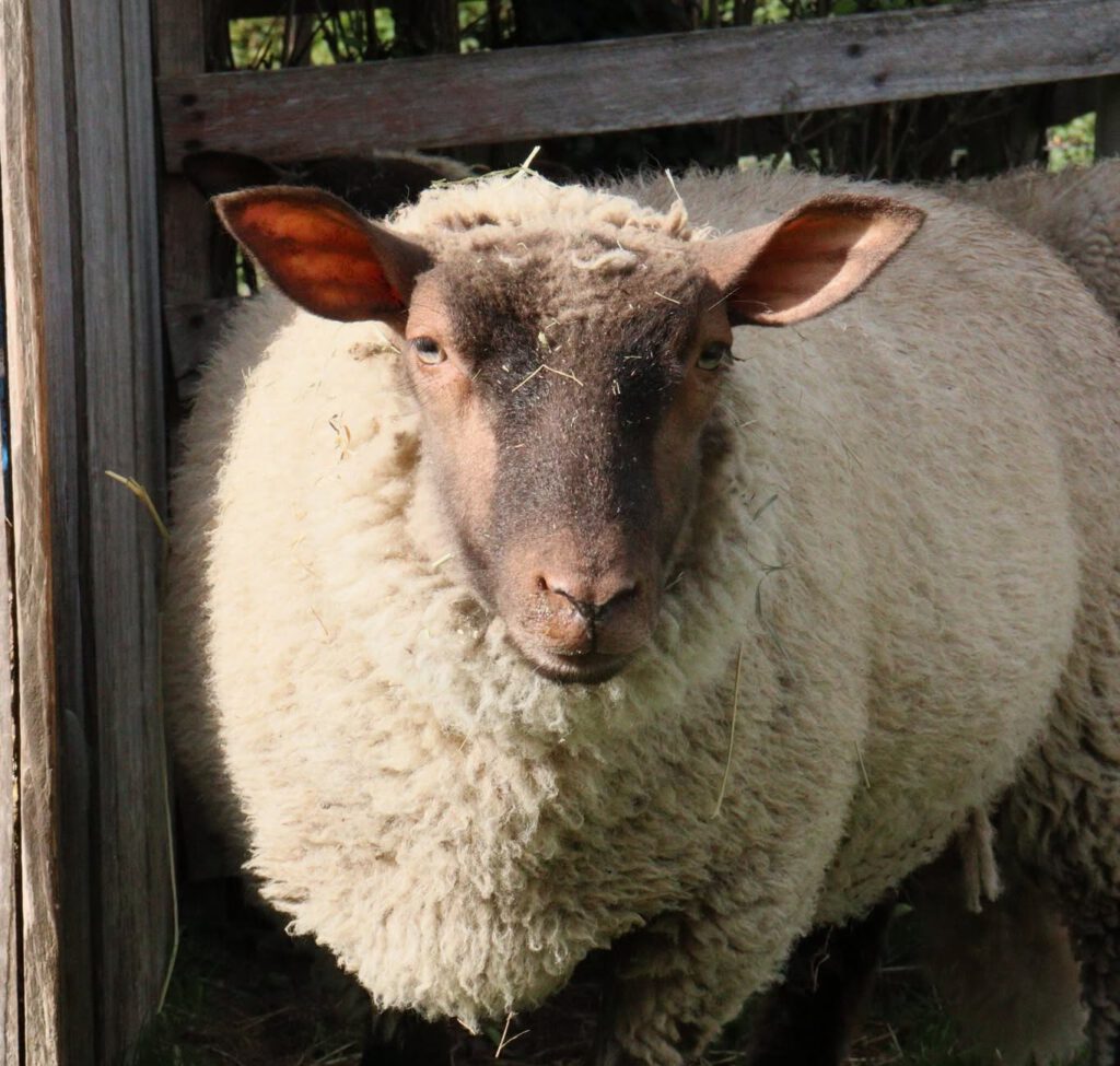 Mouton Roussin de la Hague dans un enclos herbeux